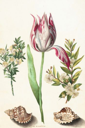 tulip, figure, flower arrangement Wallpaper 640x960