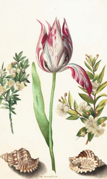tulip, figure, flower arrangement Wallpaper 1200x2000