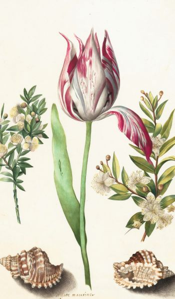 tulip, figure, flower arrangement Wallpaper 600x1024