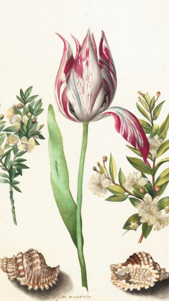 Обои 750x1334 тюльпан, рисунок, цветочная композиция