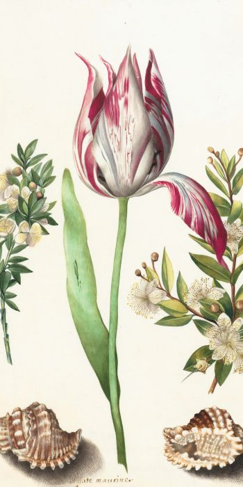 tulip, figure, flower arrangement Wallpaper 720x1440