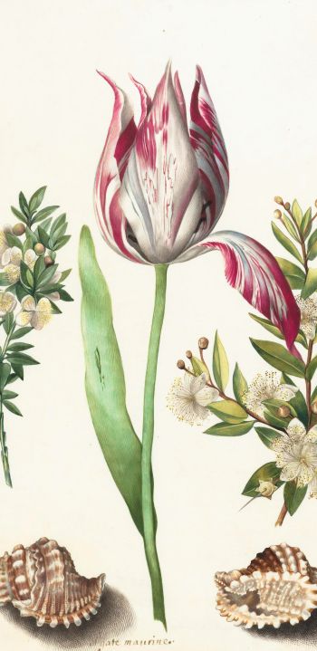 tulip, figure, flower arrangement Wallpaper 1080x2220