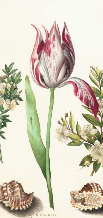 tulip, figure, flower arrangement Wallpaper 1440x3040
