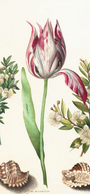 tulip, figure, flower arrangement Wallpaper 1284x2778