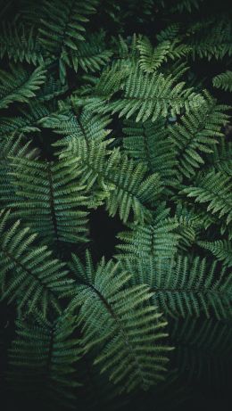 fern, green Wallpaper 640x1136