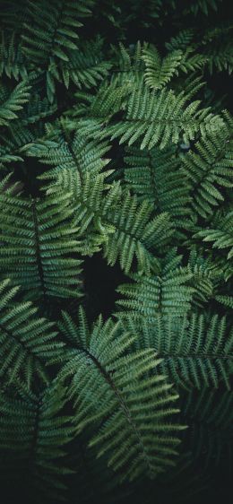 fern, green Wallpaper 1284x2778