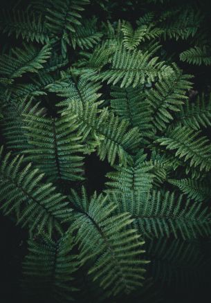 fern, green Wallpaper 1640x2360