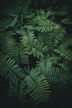 fern, green Wallpaper 640x960