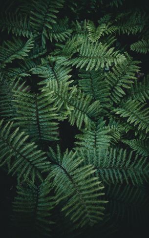 fern, green Wallpaper 1752x2800