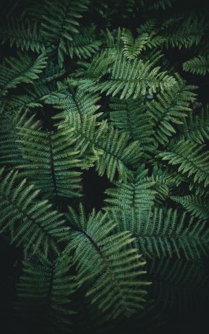 fern, green Wallpaper 1200x1920