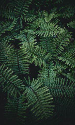 fern, green Wallpaper 1200x2000