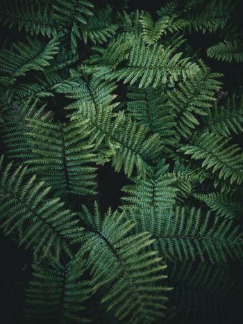 fern, green Wallpaper 1668x2224