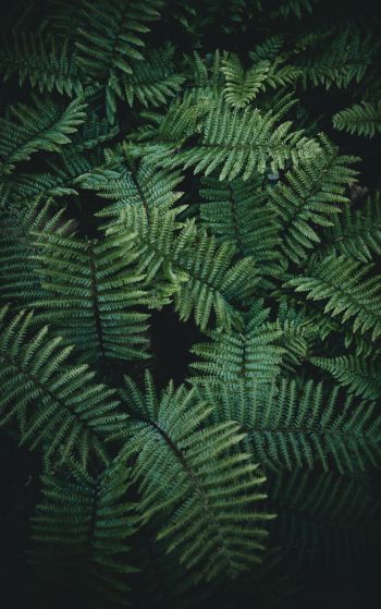 fern, green Wallpaper 1752x2800
