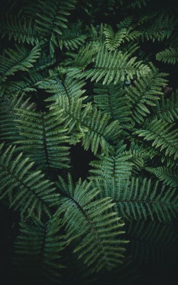 fern, green Wallpaper 1600x2560