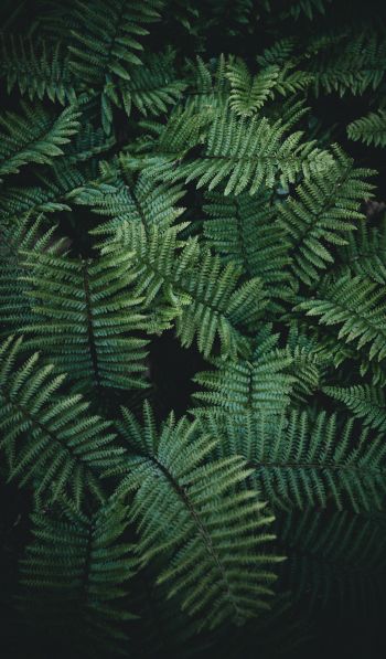 fern, green Wallpaper 600x1024