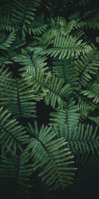 fern, green Wallpaper 720x1440