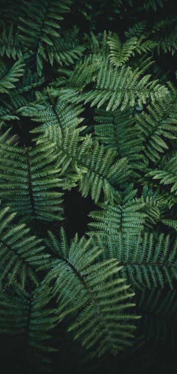 fern, green Wallpaper 1080x2280