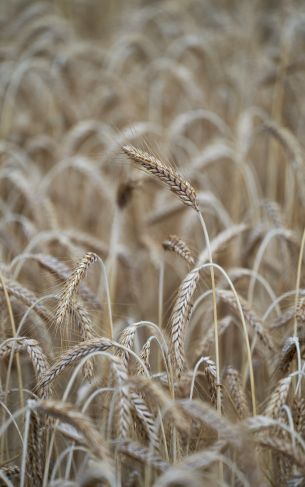 colossus, grain, wheat Wallpaper 1752x2800