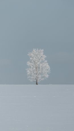 tree, minimalism, blue Wallpaper 640x1136