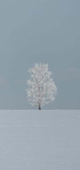 tree, minimalism, blue Wallpaper 720x1520