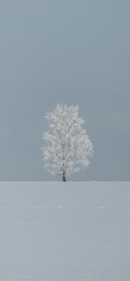 tree, minimalism, blue Wallpaper 1125x2436