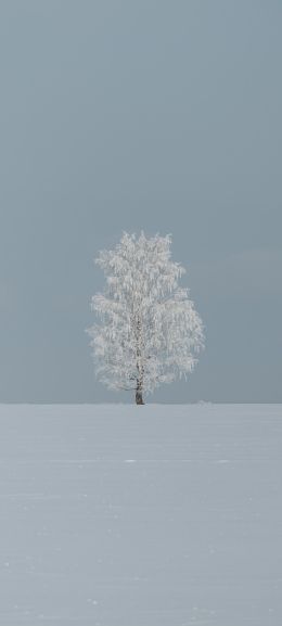 tree, minimalism, blue Wallpaper 1080x2400