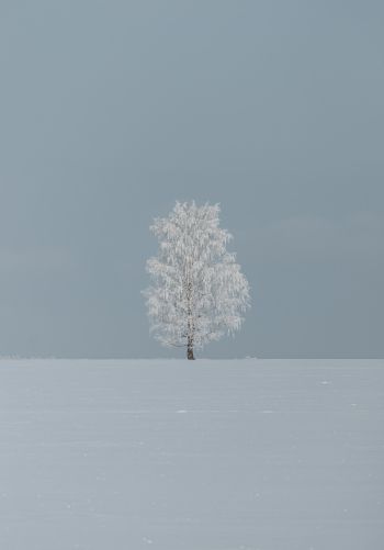 tree, minimalism, blue Wallpaper 1668x2388