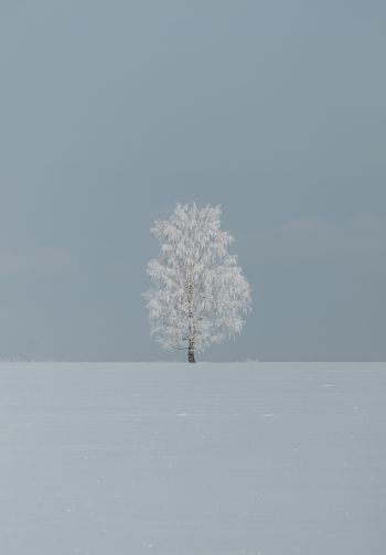 tree, minimalism, blue Wallpaper 1640x2360