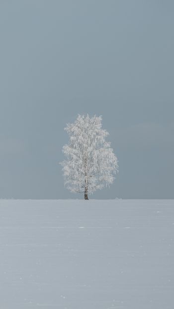 tree, minimalism, blue Wallpaper 640x1136