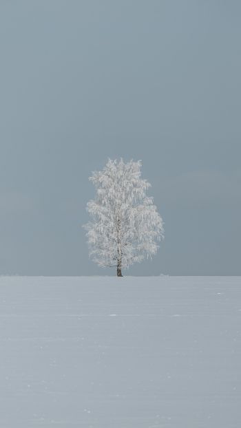 tree, minimalism, blue Wallpaper 1080x1920