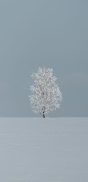 tree, minimalism, blue Wallpaper 1080x2220