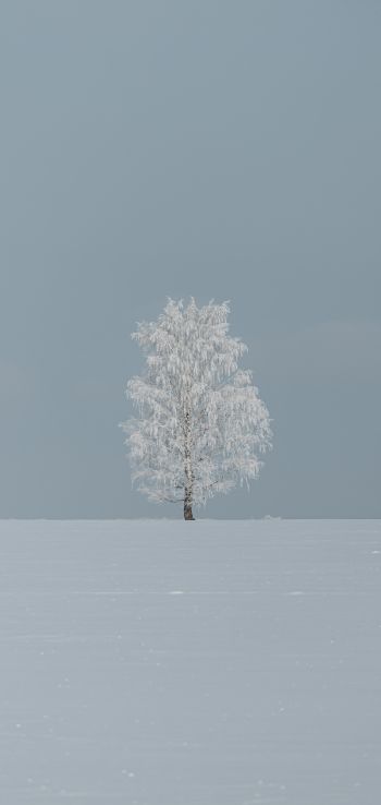 tree, minimalism, blue Wallpaper 720x1520