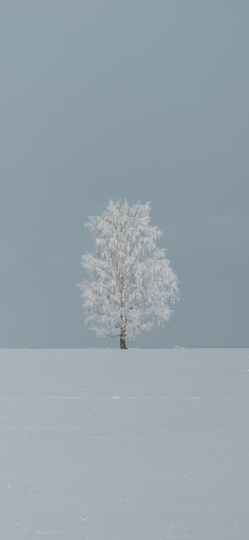 tree, minimalism, blue Wallpaper 828x1792