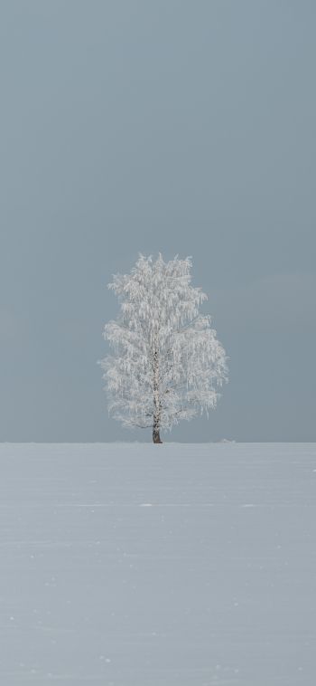 tree, minimalism, blue Wallpaper 1080x2340