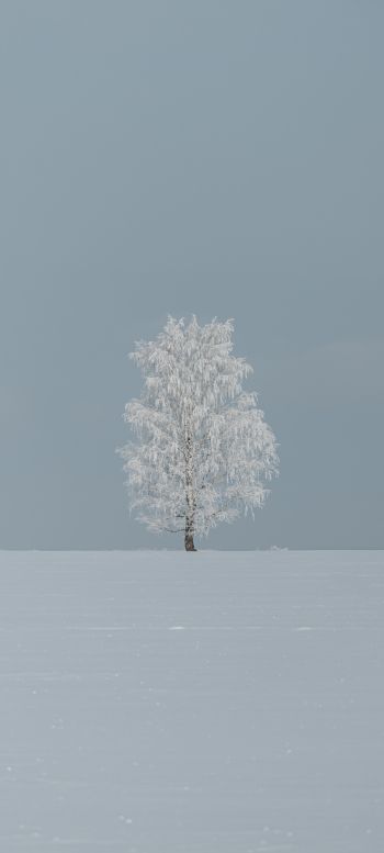 tree, minimalism, blue Wallpaper 1440x3200