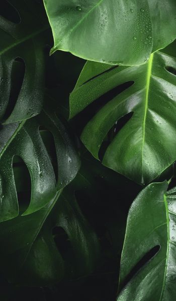 leaves, water droplets Wallpaper 600x1024