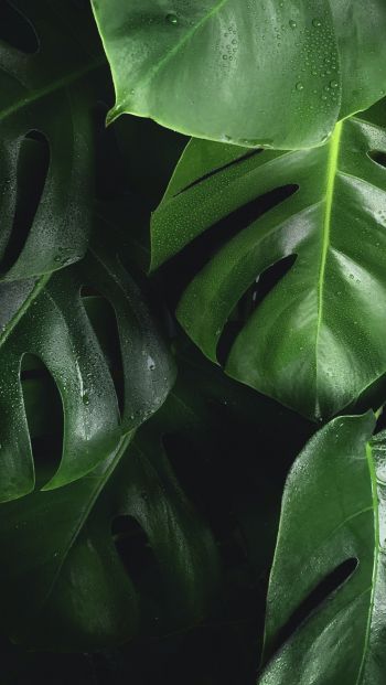 leaves, water droplets Wallpaper 640x1136