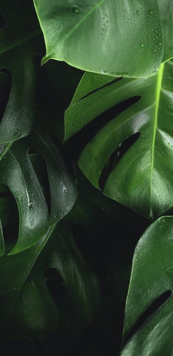 leaves, water droplets Wallpaper 1080x2220