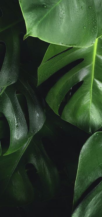 leaves, water droplets Wallpaper 720x1520