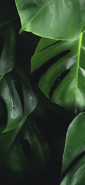leaves, water droplets Wallpaper 1125x2436