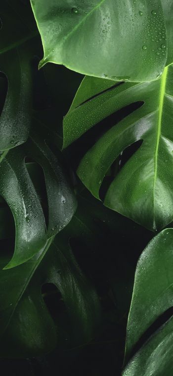 leaves, water droplets Wallpaper 1080x2340