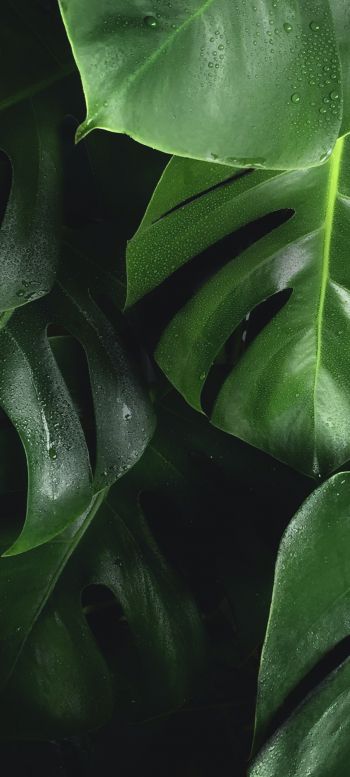 leaves, water droplets Wallpaper 720x1600