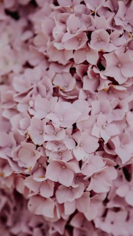 pink flowers Wallpaper 640x1136