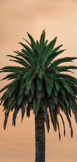 palm tree, tree Wallpaper 720x1520