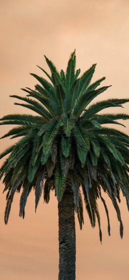 palm tree, tree Wallpaper 1125x2436
