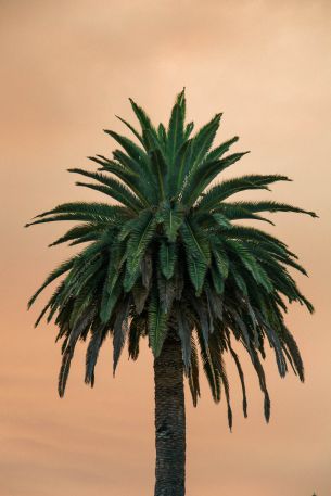 palm tree, tree Wallpaper 3840x5760