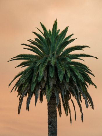 Обои 1668x2224 пальма, дерево