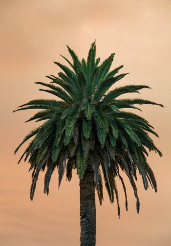 Обои 1640x2360 пальма, дерево