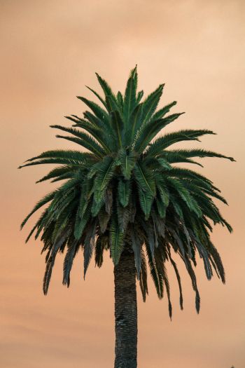Обои 640x960 пальма, дерево