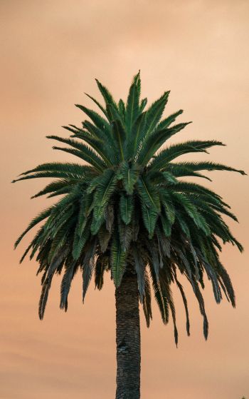 Обои 1752x2800 пальма, дерево